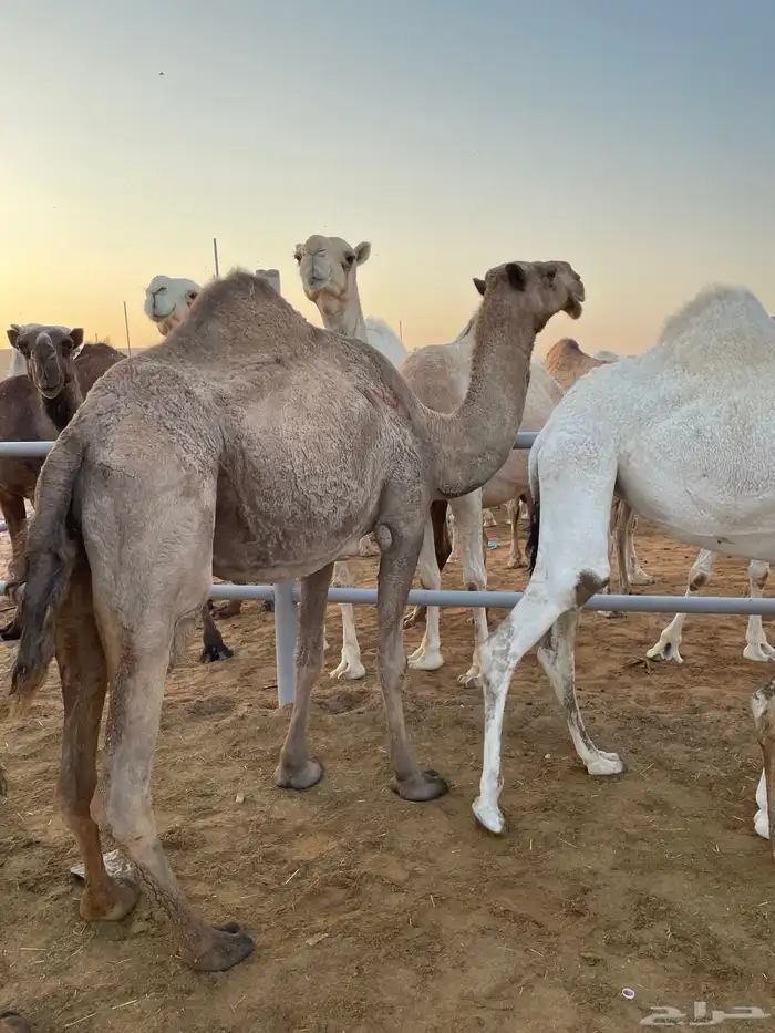 للبيع لقحه ع قعود مرفق صورته كفو الحد 6500 0