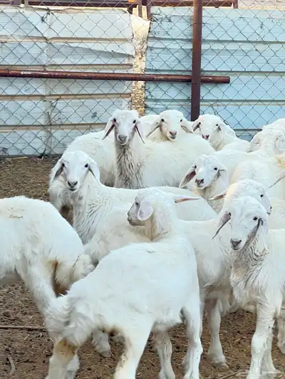 بهم حبص تربيه index