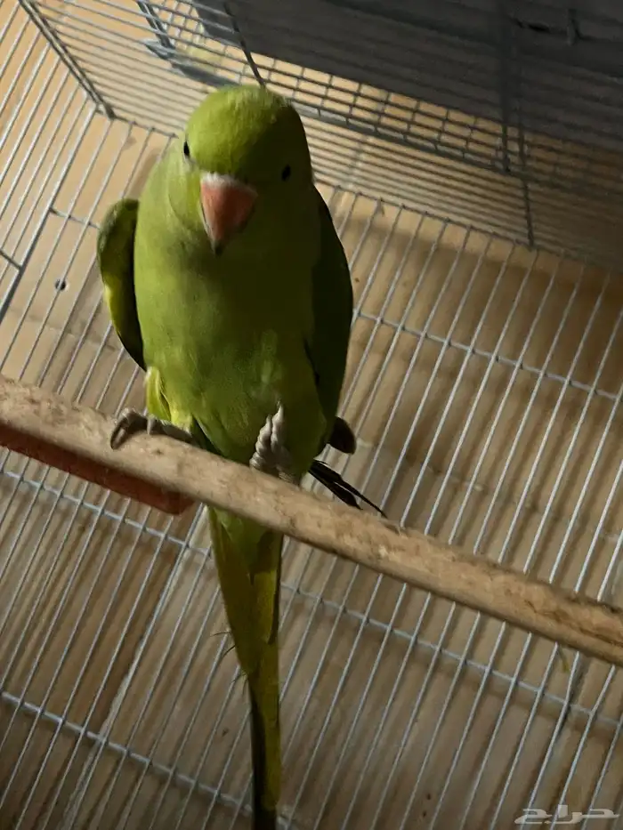 للبيع درة ببغاء الدرة 0