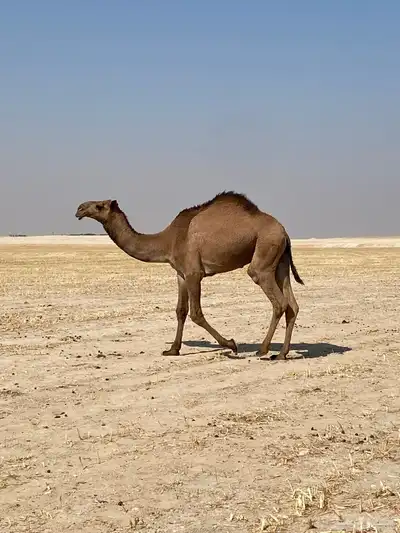 ليلبيع القود index