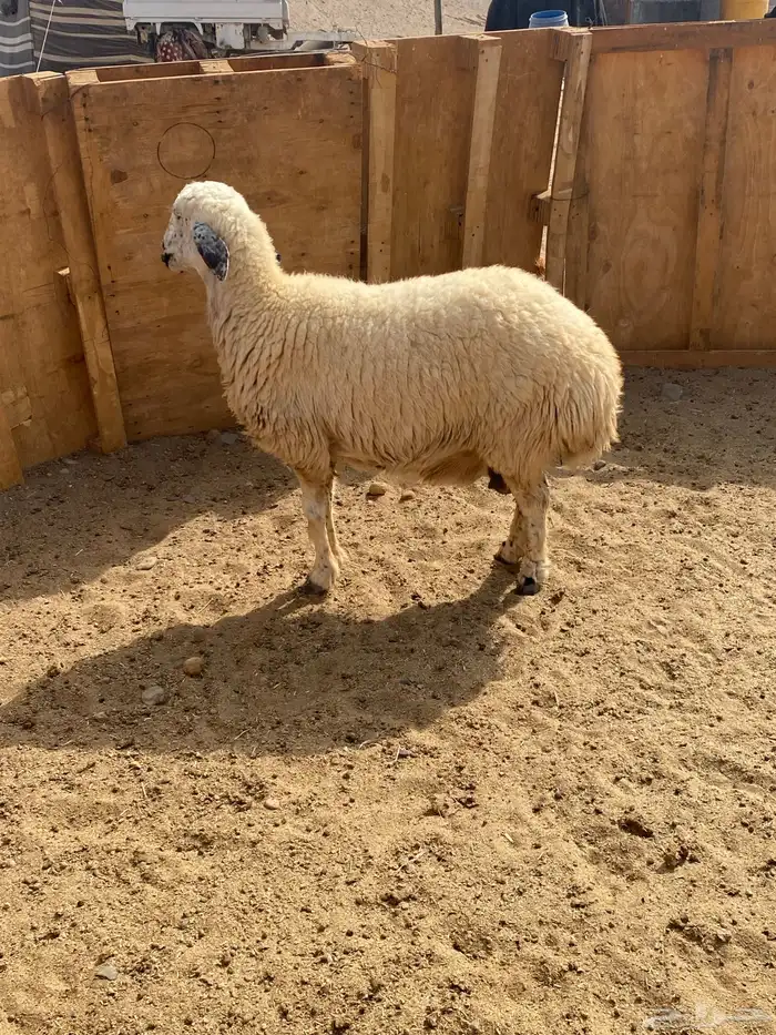 للبيع نعجه حايل طيبه بلحيل 0