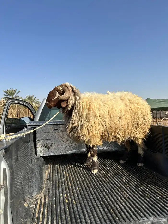 فحل نعيمي صنف فاخر 4