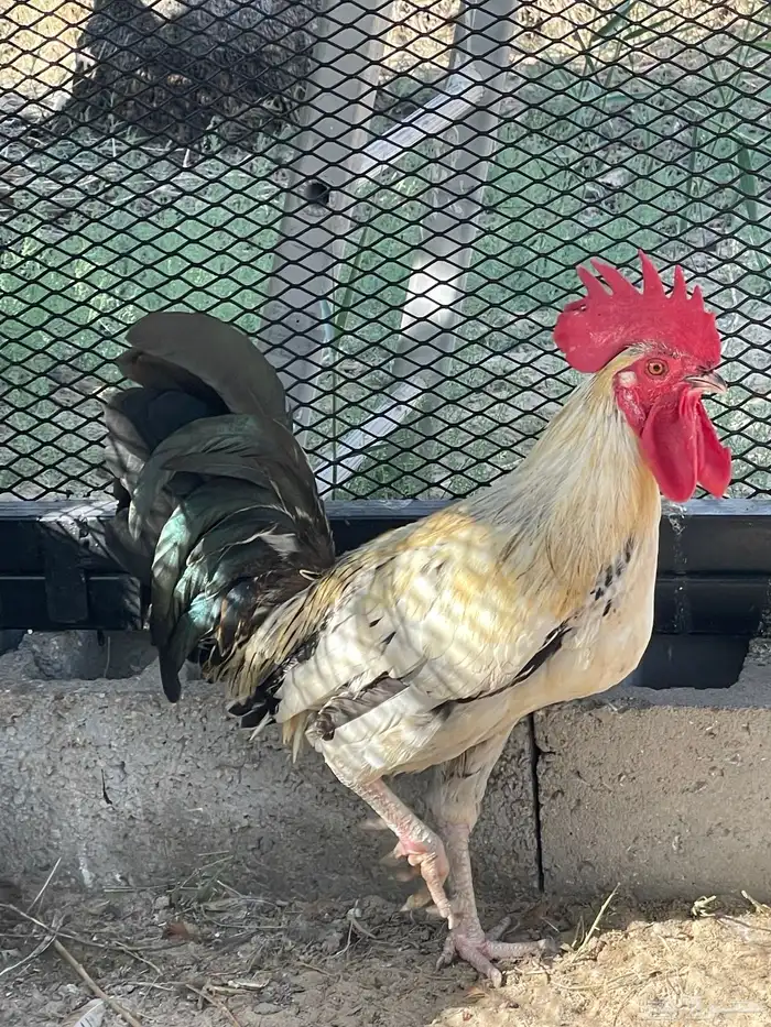 ديك ديكة فيومي العدد 2 الحبة 30 ريال 3