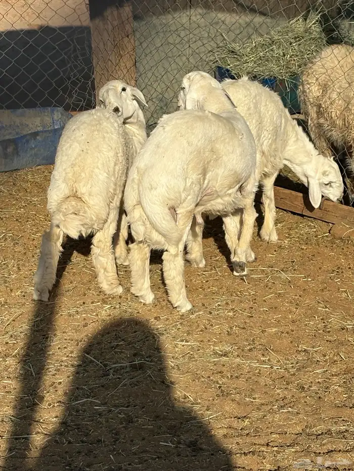 ذبايح حري ونعيم 0