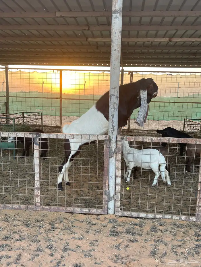 تيس هولندي معرف للبيع وانتاجه بالصور التيس طيب وانتاجه طيب 0