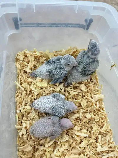 فروخ كنيور اناناس حجم وتقبل الغر بسهوله index