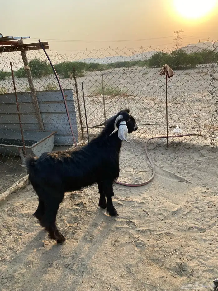 عنز جذعه تحتها تيس فحل عارضي 2