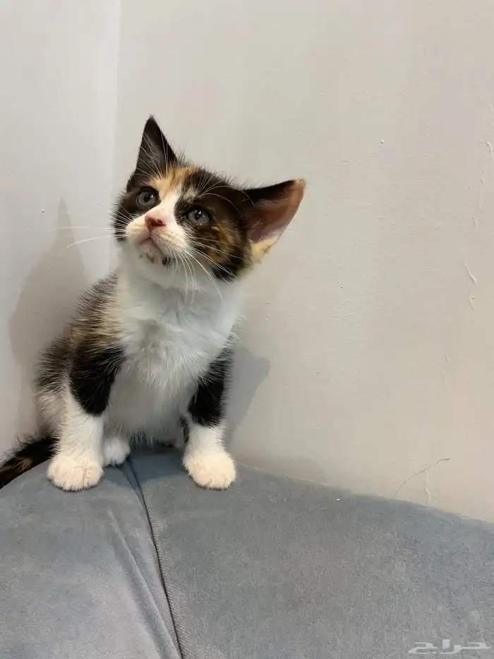 قطط للتبني 0