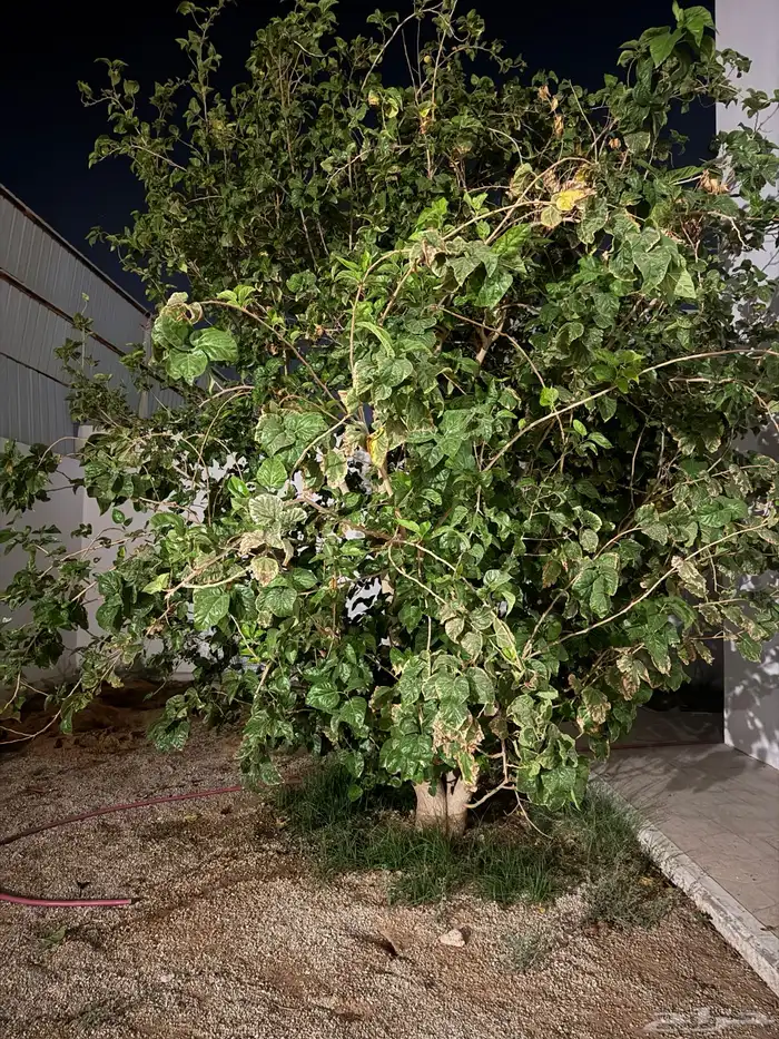 شجرة توت مثمرة كبيره للبيع 0