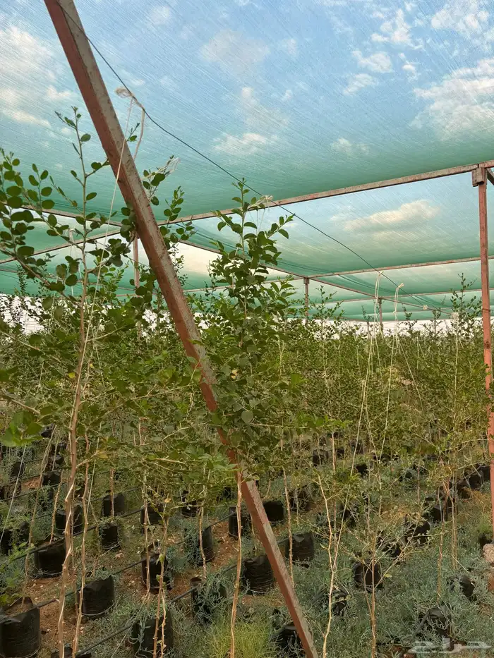 اشجار نيم وخبيز واكاسيا وسدر بلدي 3