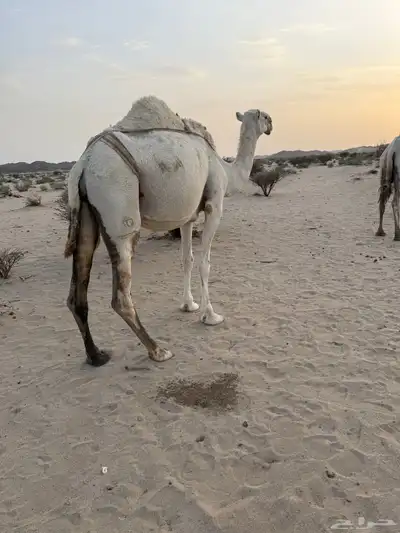 عشراء صاهوديه ثنيه تحتها بكره طيبه index