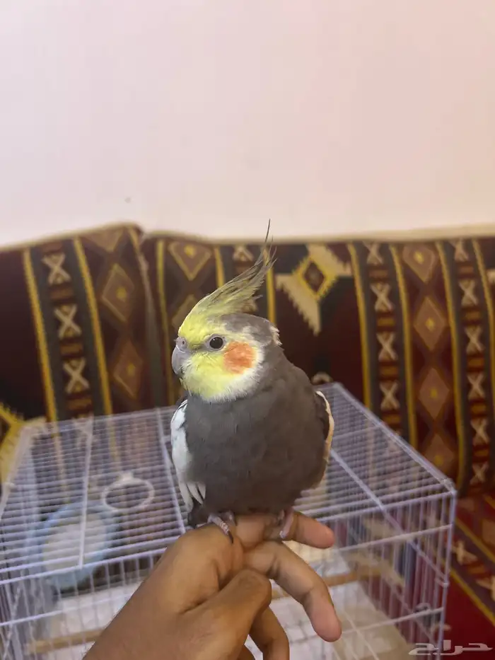 ببغاء كروان 0