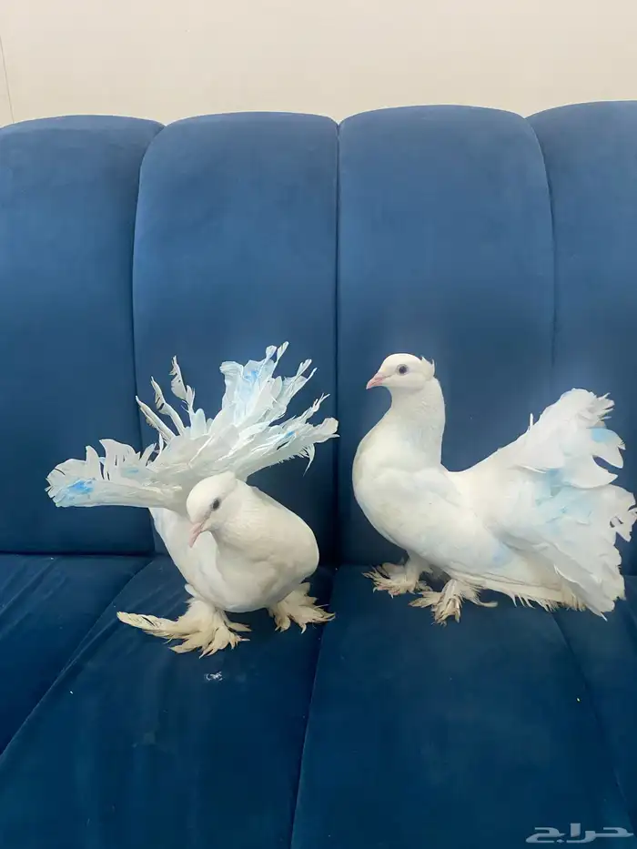 حمام قلابي للبيع 0