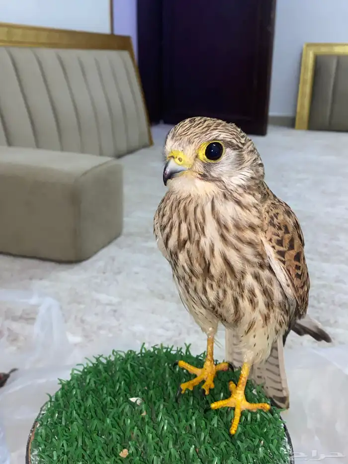 باشق الصحه 100 با 100 2