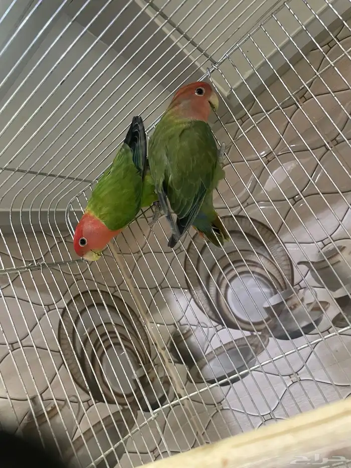 للبيع جوز روز حجم سوبر جامبو منتجين 0