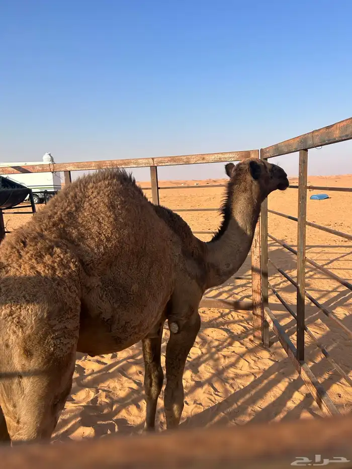 قعود للبيع بري نظيف توه معزول عن امه عمره تقريبا 6 شهور 0