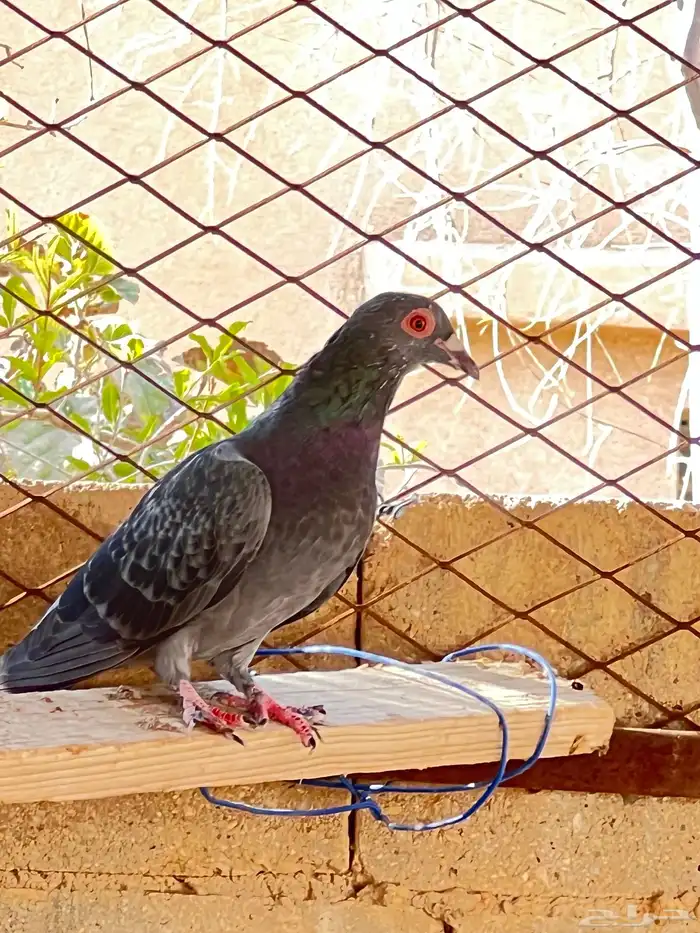 الحمامه هذي وش اسمها لاصحاب الخبره 0