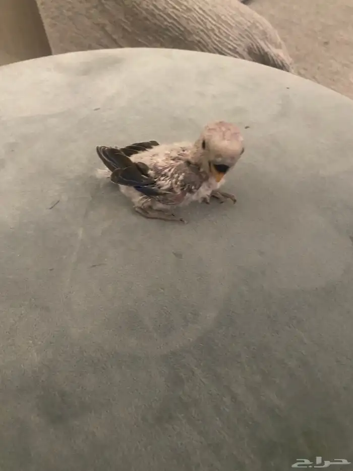 فرخ روز عمره شهر واسبوع غر معه قفص وسيرلاك السوم على 200 3