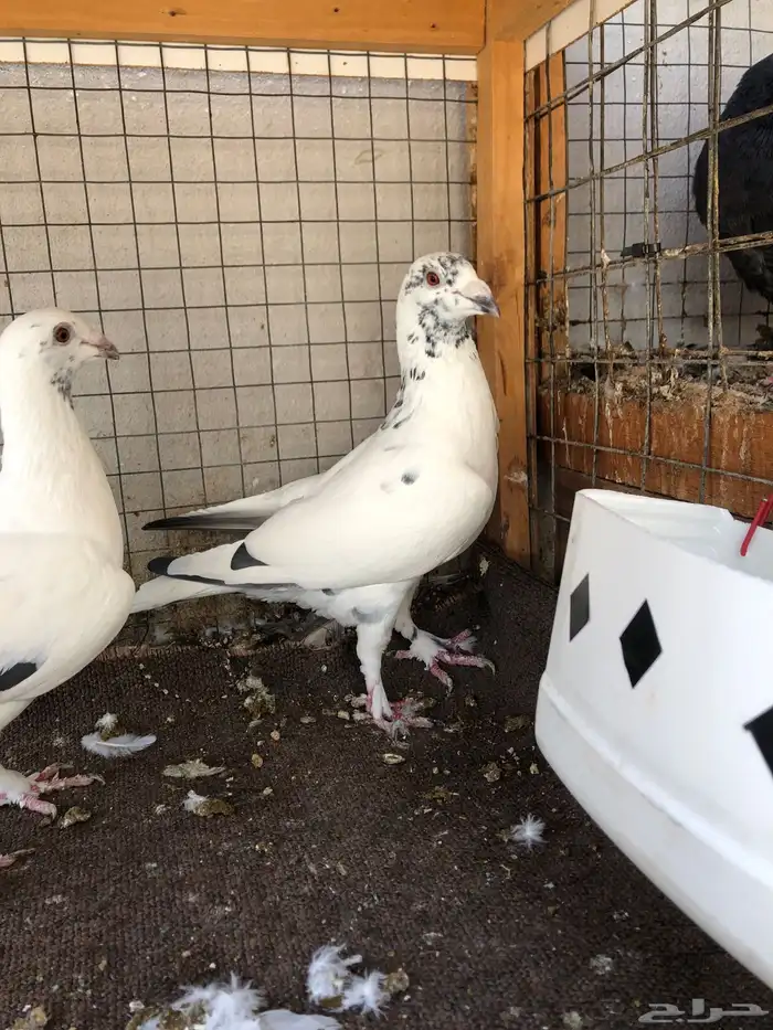 حمام  كشميري  او زاجل 0