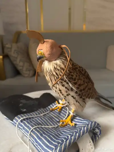 بأشق شبوط index