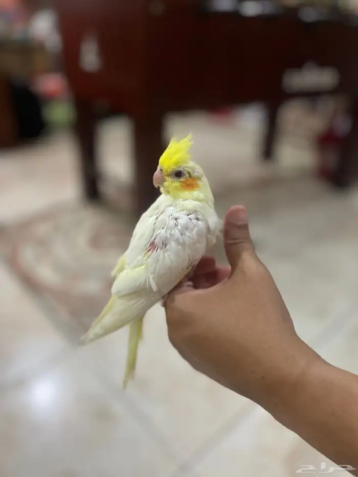 كروان لاتينو حجم سوبر عيون حمر 0