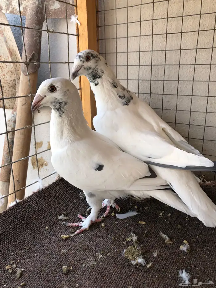 حمام  كشميري  او زاجل 2