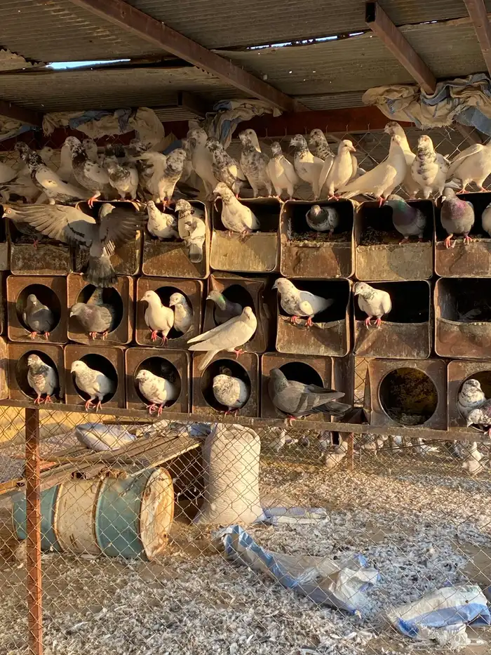 حمام للبيع فرنسي وباكستاني 8