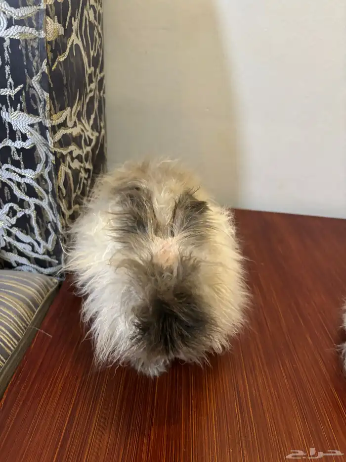 ارانب لتبني 3