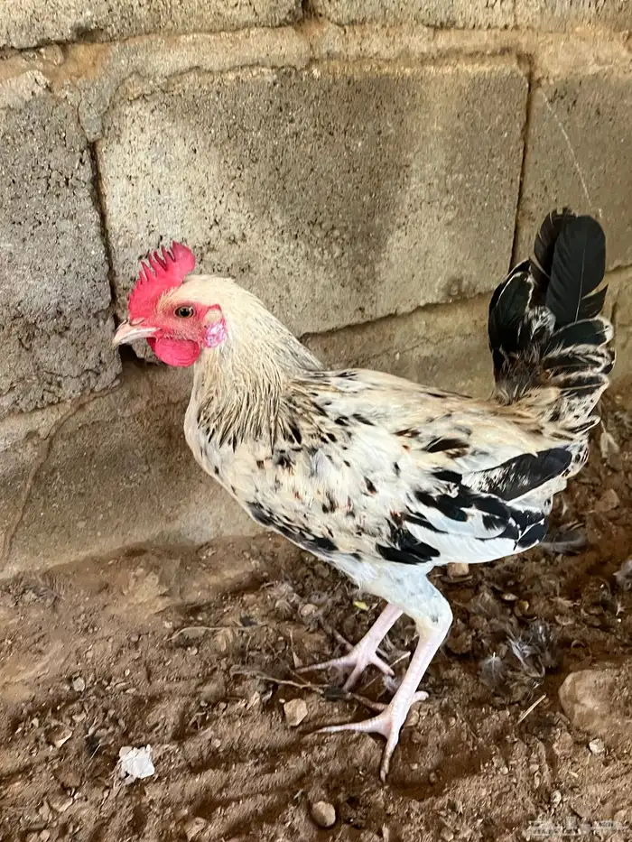 العدد 11 ديك من 25 6