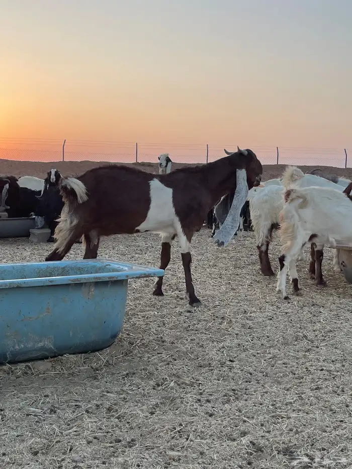 تيس هولندي معرف للبيع وانتاجه بالصور التيس طيب وانتاجه طيب 6