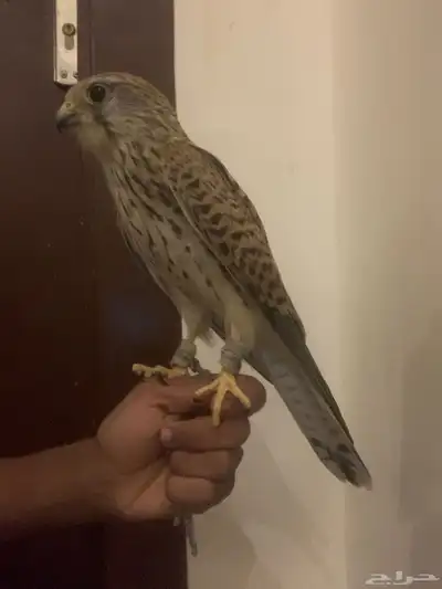 باشق وحش طرحه قبل يومين index