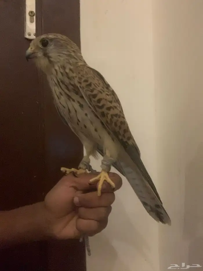 باشق وحش طرحه قبل يومين 2