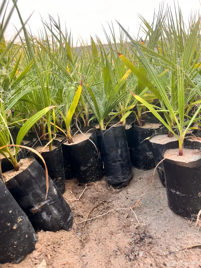 نخل واشنطونيا السعر 2 ريال فقط 3