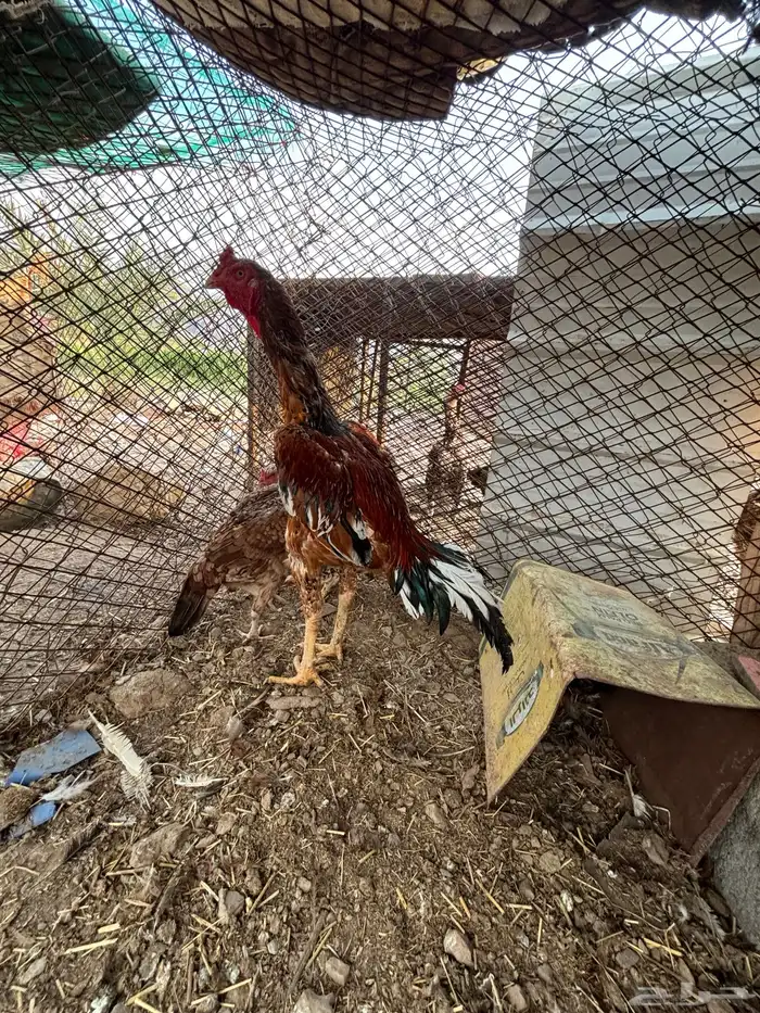 ديك سندي بيور 0