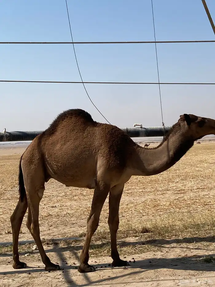 ليلبيع القود 1