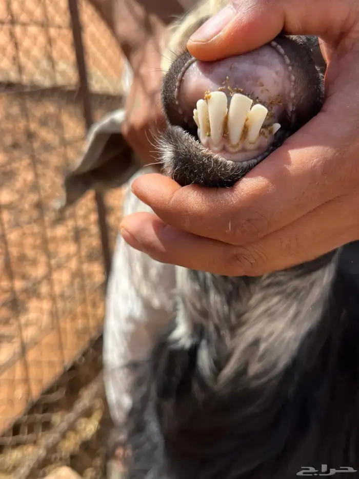 معزا دفيع شرط سونار 17