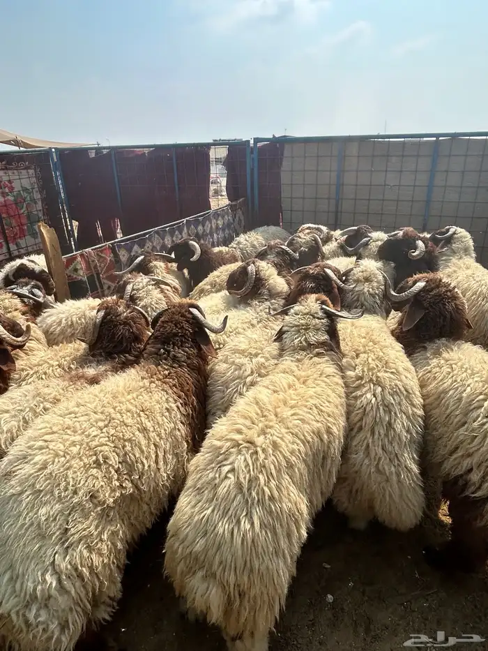 حريات جبر ناهي ووسط كفو ونعيم جبر ناهي ووسط كفو وهرافي 9