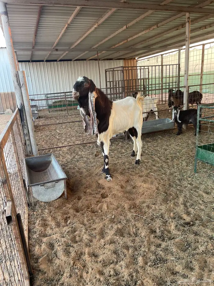 تيس هولندي معرف للبيع وانتاجه بالصور التيس طيب وانتاجه طيب 2