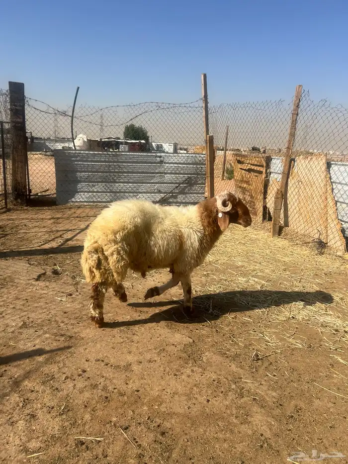 هرافى خرفان فل شحم 4