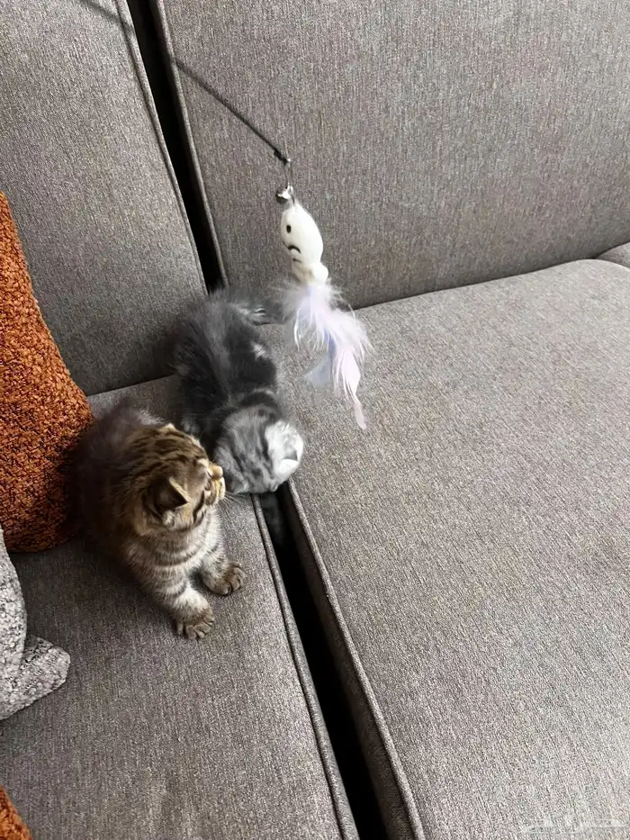 سكوتش دبل فولد مميز جدا ماشاءالله لون نادر مطعم 4