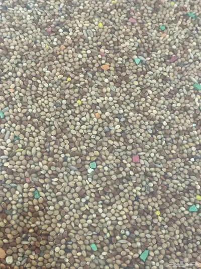 اكل طيور معه فيتامين شغل بيطري 0