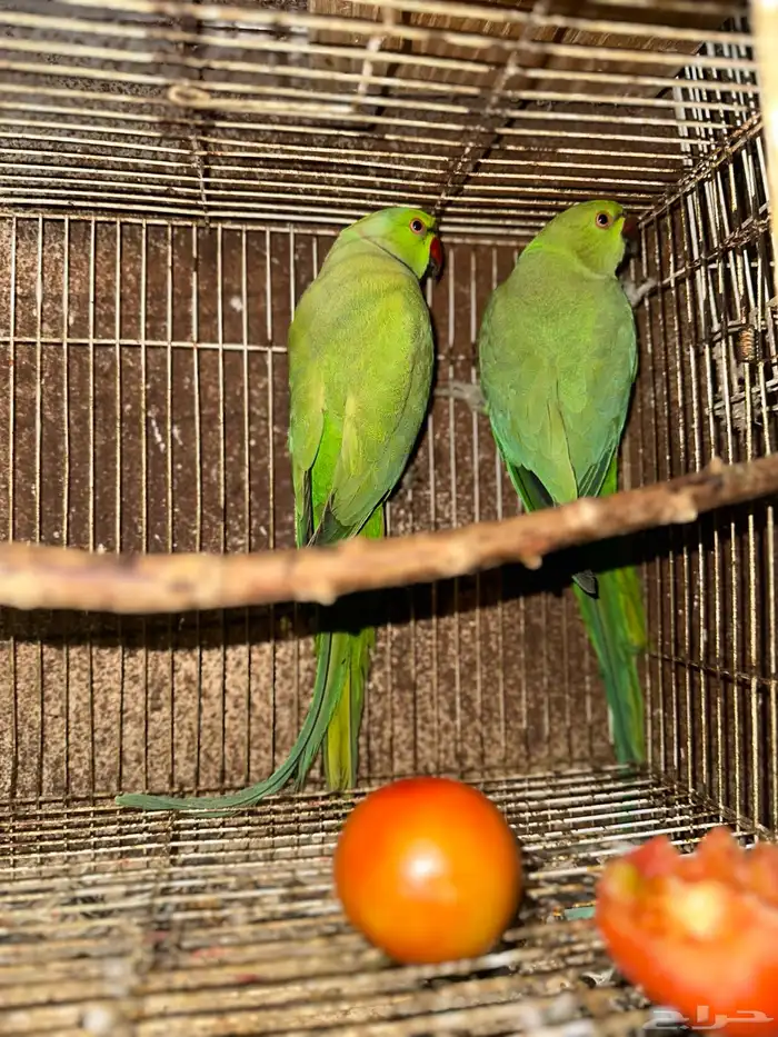 ذكر دره هندي 3