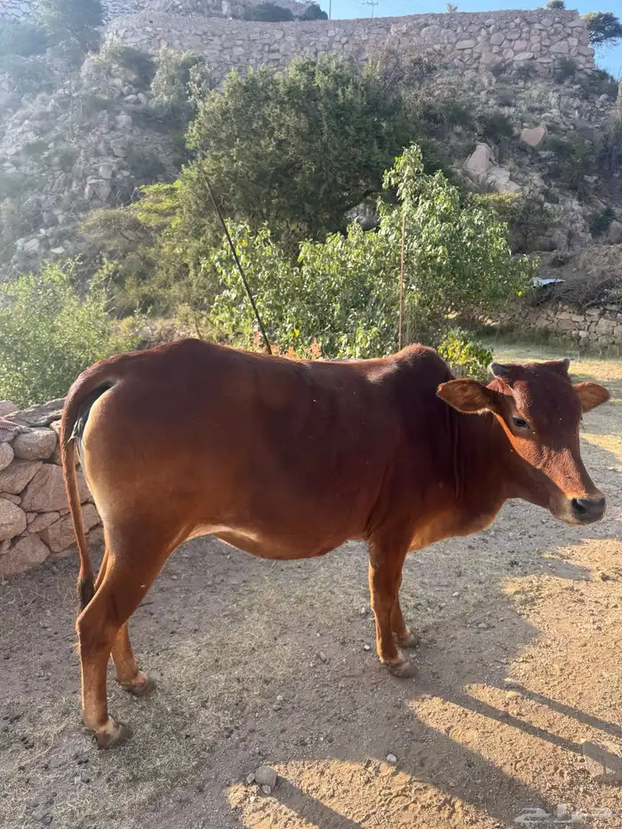 بقره للبيع 0