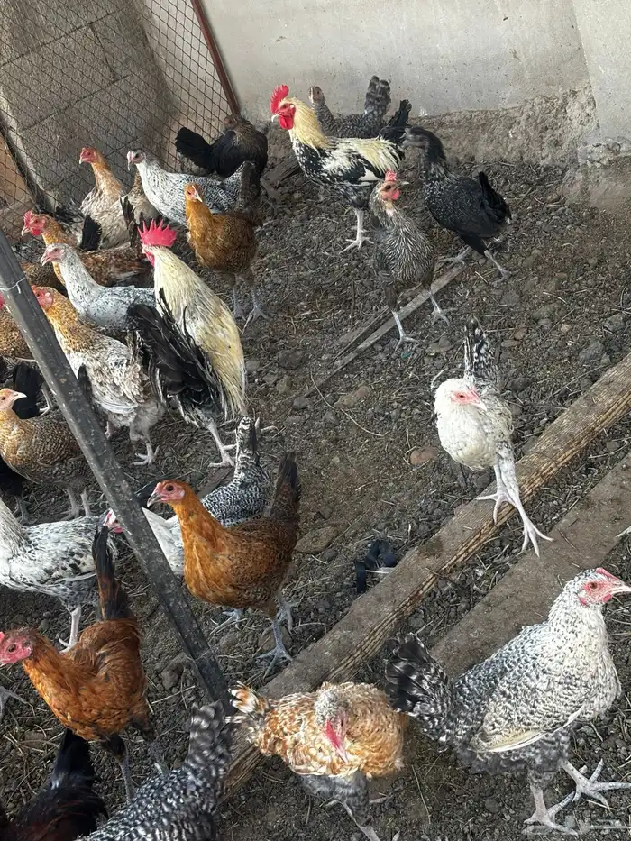 دجاج بلدي بياض 1