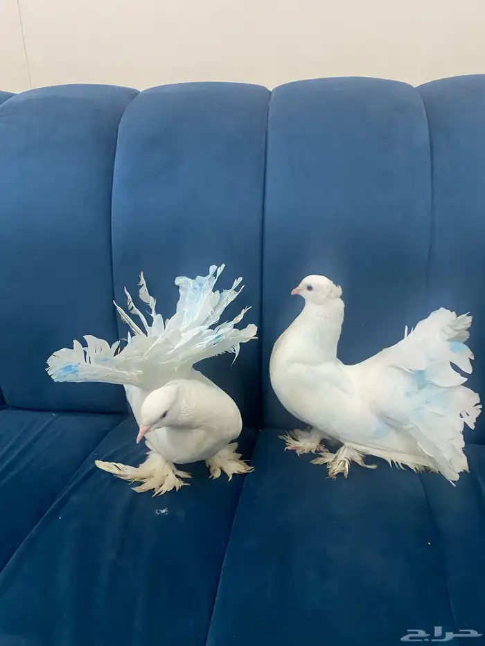 حمام قلابي للبيع 1