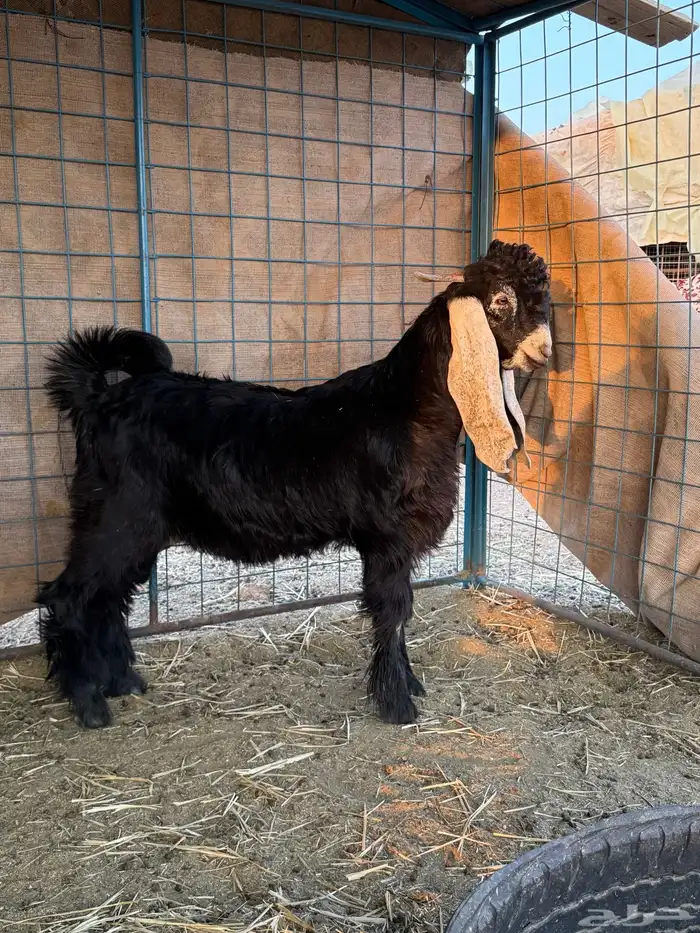 للبيع مستقبل فحل عااارضي طيب خصم 0