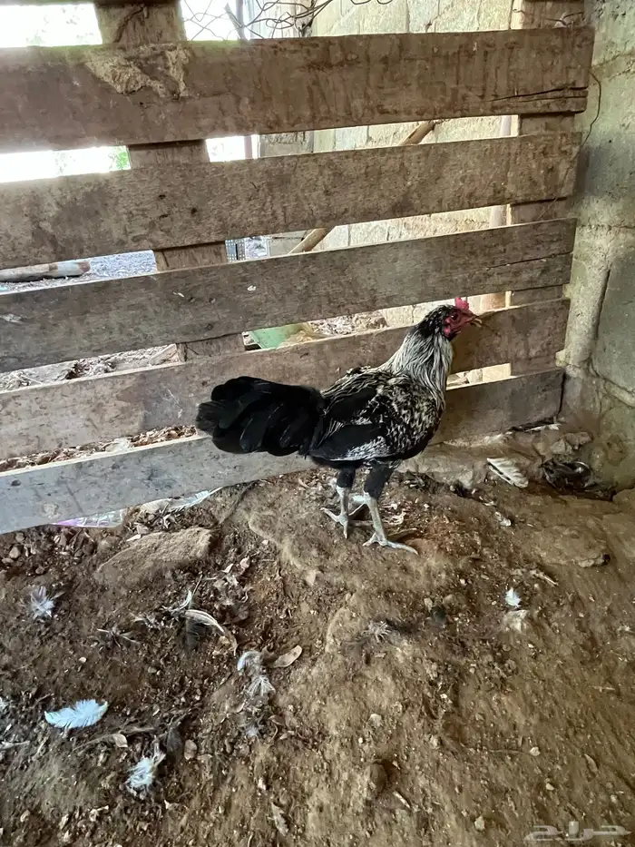 العدد 11 ديك من 25 2