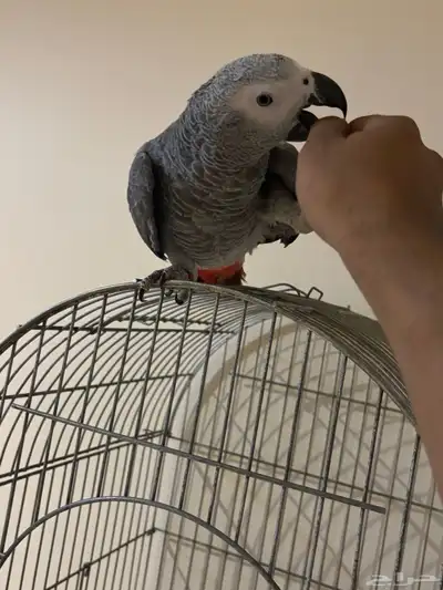 وينكم يا مربين الكاسكو سوبر جامبو ماشاء الله تبارك الرحمن index