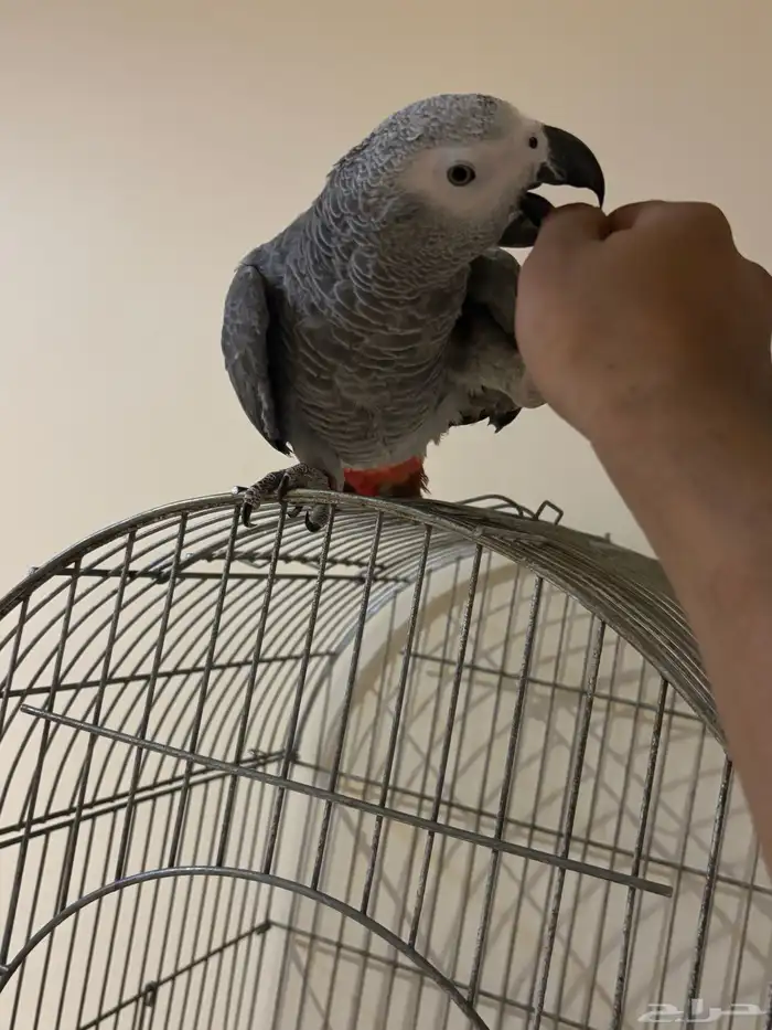 وينكم يا مربين الكاسكو سوبر جامبو ماشاء الله تبارك الرحمن 2