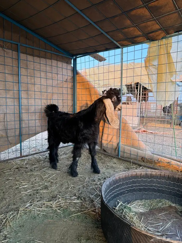 للبيع مستقبل فحل عااارضي طيب خصم 2